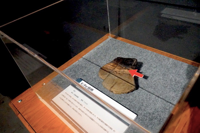 K/Pg境界 福井県立恐竜博物館所蔵