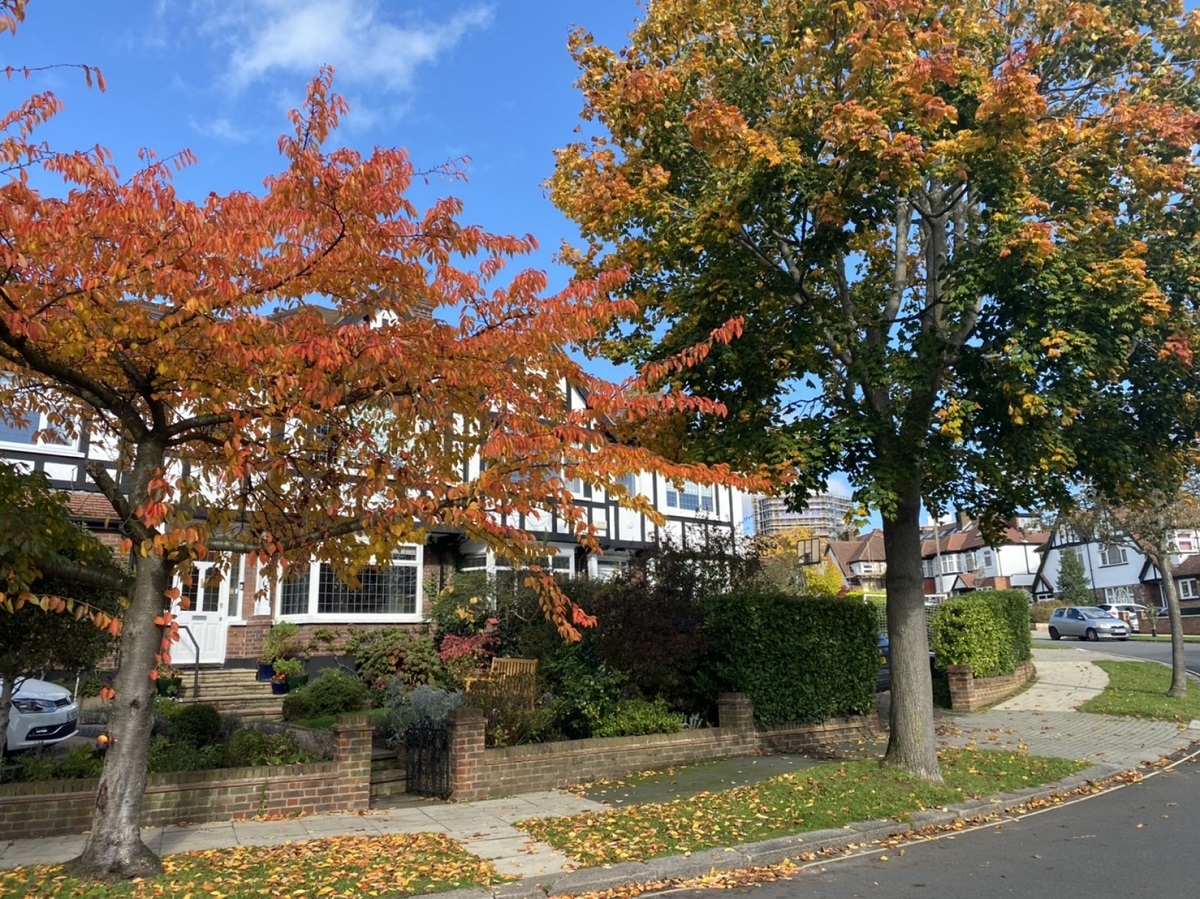 ロンドンでは紅葉が始まりだしました。　