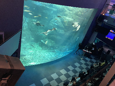 8月後半も新江ノ島水族館で「おひとりさま水族館」実施決定 ジャズの生演奏やクラゲ飼育のバックヤード見学も