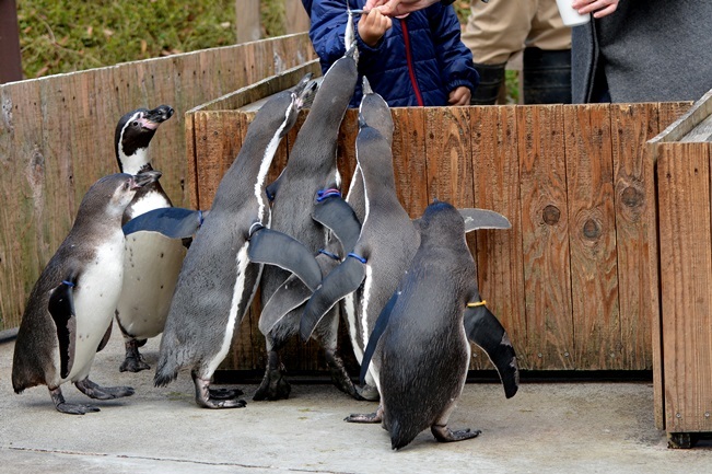 人気イベント「ペンギンのランチタイム」