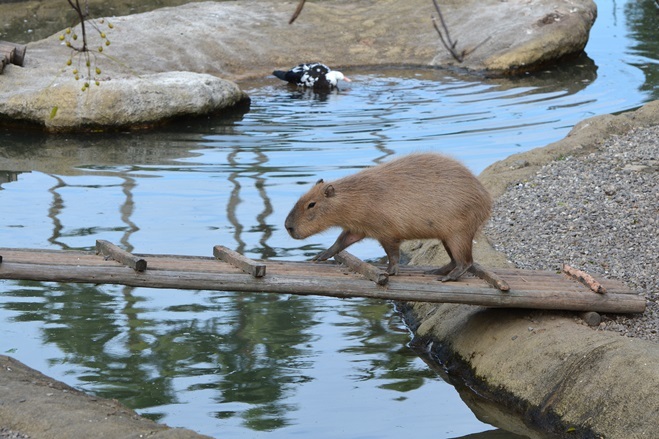 橋を渡るカピバラ