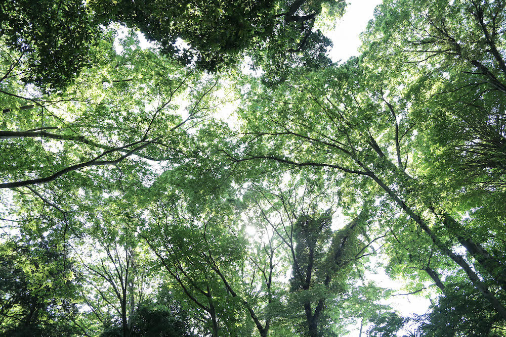 木漏れ日降り注ぐ等々力渓谷へ