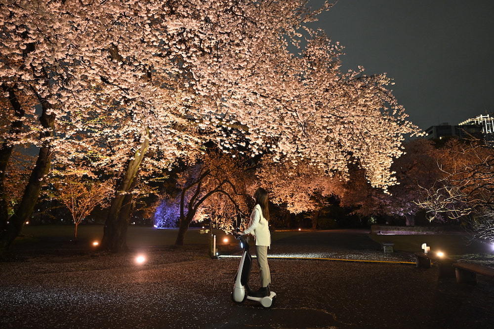 新宿御苑の希少な八重桜「フクロクジュ」が幻想的にライトアップ