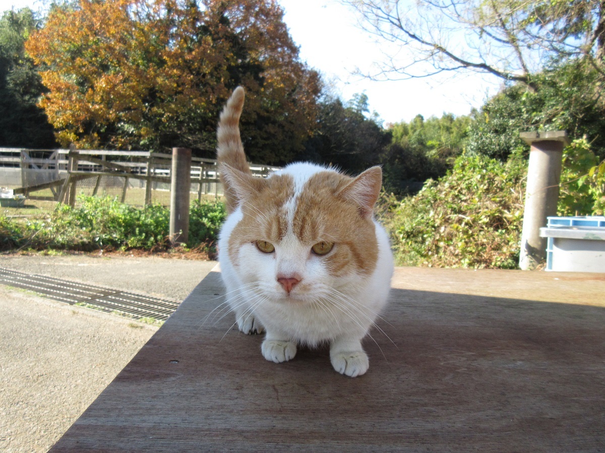 画像】全猫が鳴いた！ 映画『ねこあつめの家』より新予告“ハリウッド編”が公開に」の画像2/4 | SPICE - エンタメ特化型情報メディア スパイス