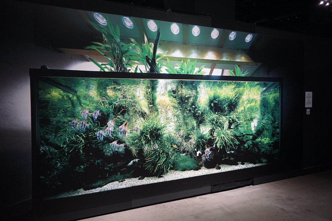 写真と水槽で体感する 大自然の美しさ 天野尚 Nature Aquarium展 レポート Spice エンタメ特化型情報メディア スパイス