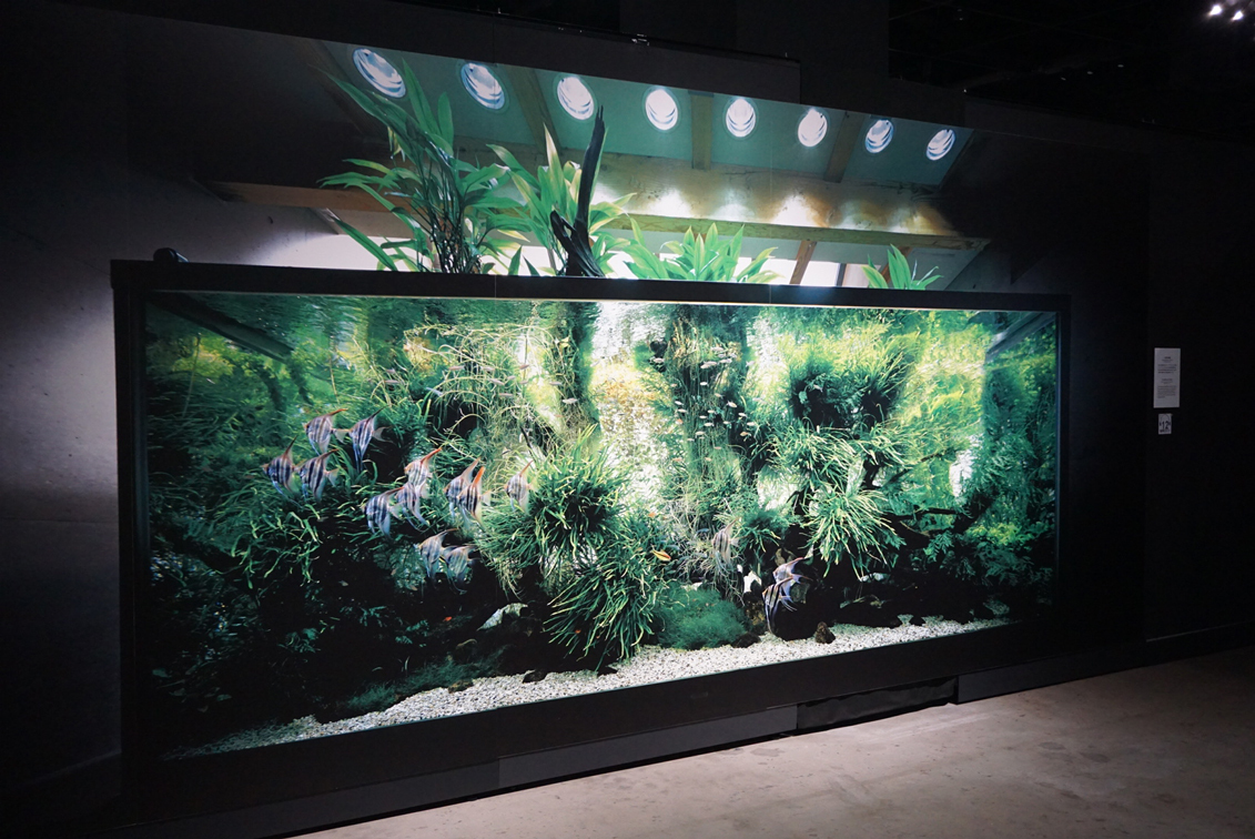 写真と水槽で体感する、大自然の美しさ 『天野尚 NATURE AQUARIUM展 