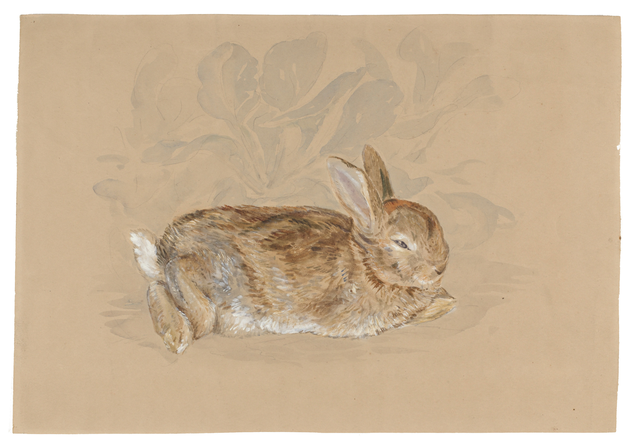 日本初公開となる 「庭の野ウサギ」 ビアトリクス・ポター 1892年 ヴィクトリア・アンド・アルバート博物館（リンダー・コレクションからの寄贈）