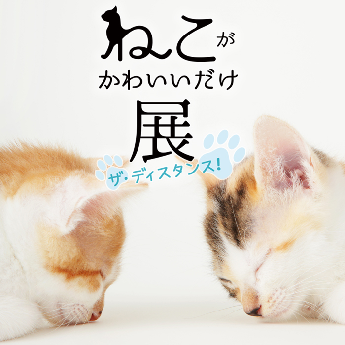 ねこがかわいいだけ展 ザ ディスタンス 開催決定 全国のかわいい猫写真 動画も大募集 Spice エンタメ特化型情報メディア スパイス