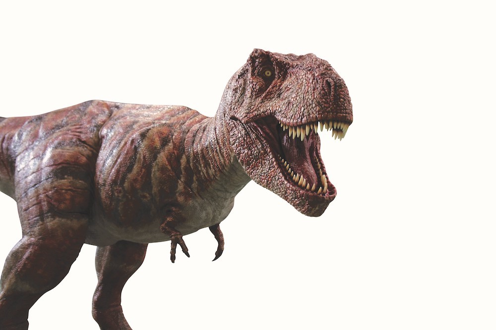 ドロマエオサウルスの歯化石！（検索:ティラノサウルス 恐竜 T-REX 