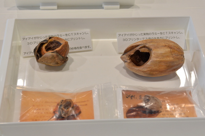 「ふしぎの島　マダガスカル展」