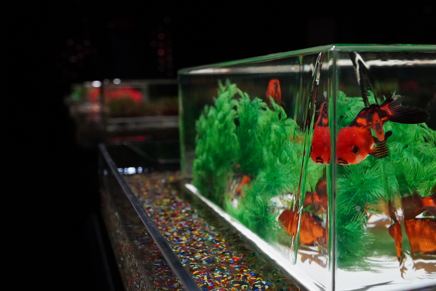 画像 アートアクアリウム美術館 Ginza 銀座三越にオープン 光と音で魅せる優雅な金魚アート の画像12 24 Spice エンタメ特化型情報メディア スパイス