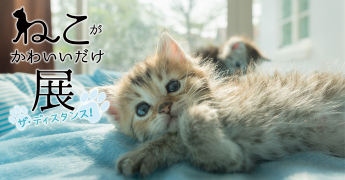 ねこがかわいいだけ展 ザ ディスタンス 開催決定 全国のかわいい猫写真 動画も大募集 Spice エンタメ特化型情報メディア スパイス