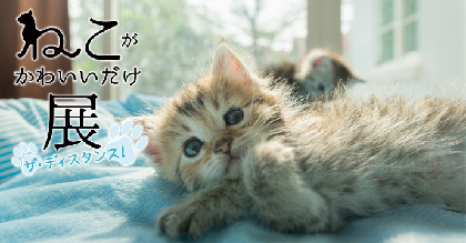 『ねこがかわいいだけ展　ザ・ディスタンス！』開催決定　全国のかわいい猫写真＆動画も大募集！