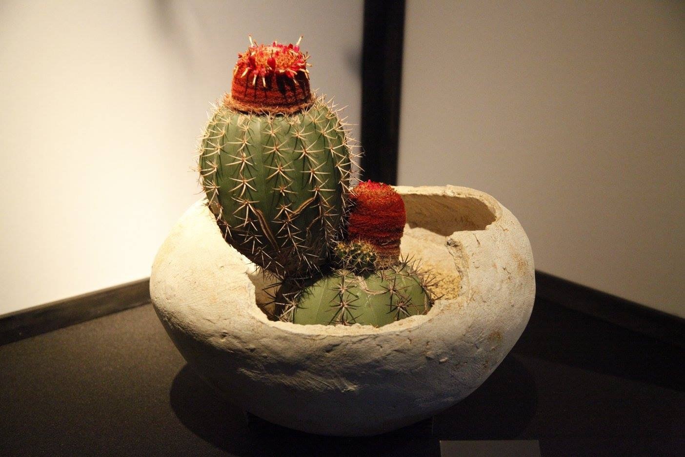 < 学名：Melocactus bahiensis / 通称名：涼雲 / 分布国：コロンビア > (c)girls Artalk