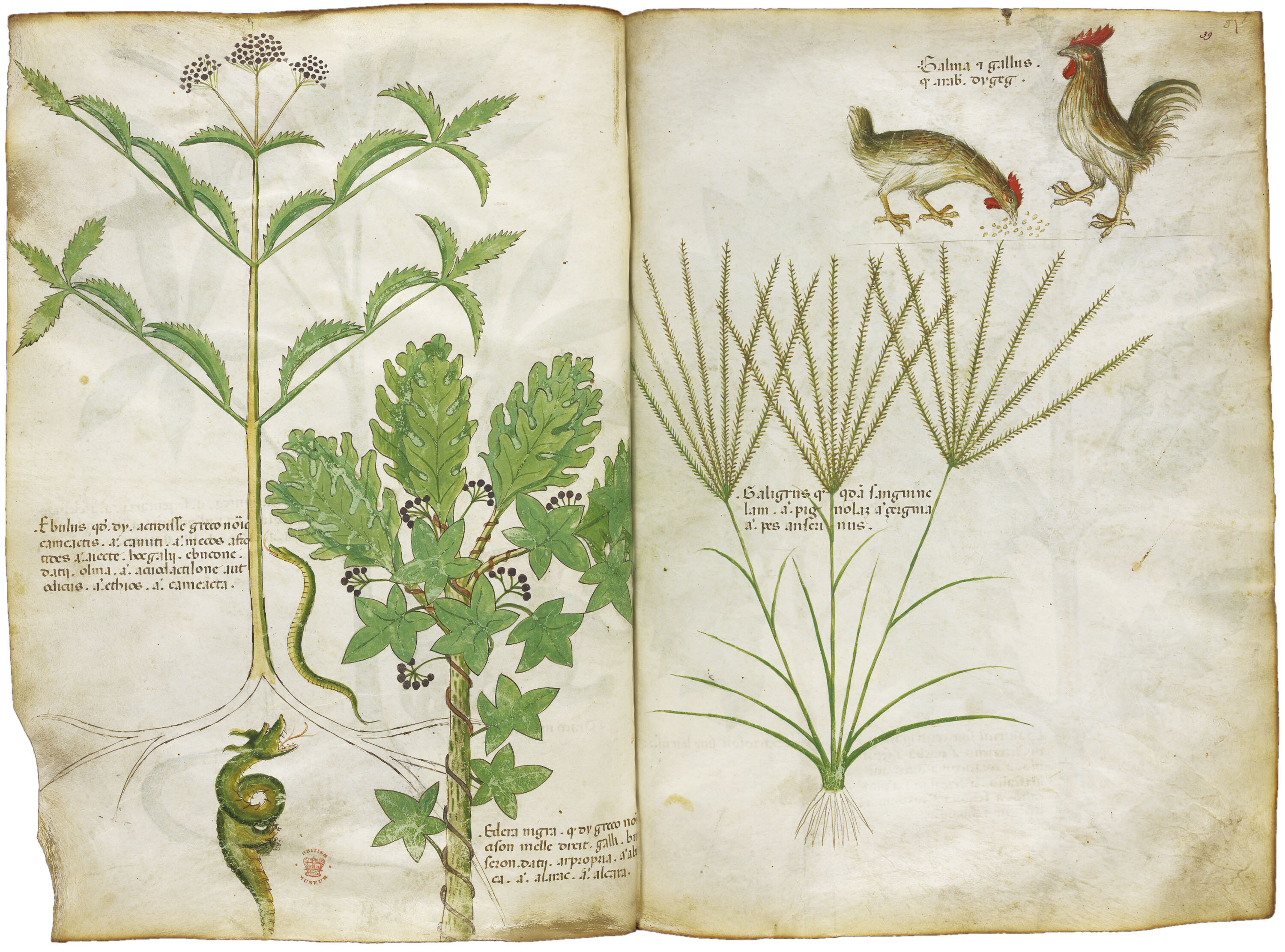「薬草書」 15世紀 大英図書館蔵 (C)British Library Board
