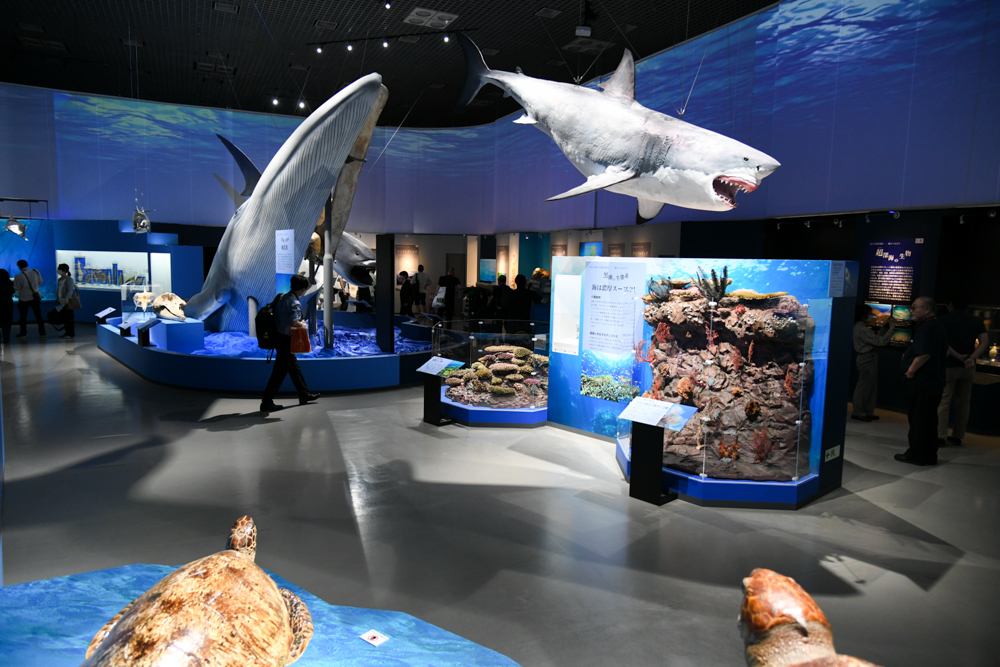 第2章「海と生き物のつながり」の展示風景