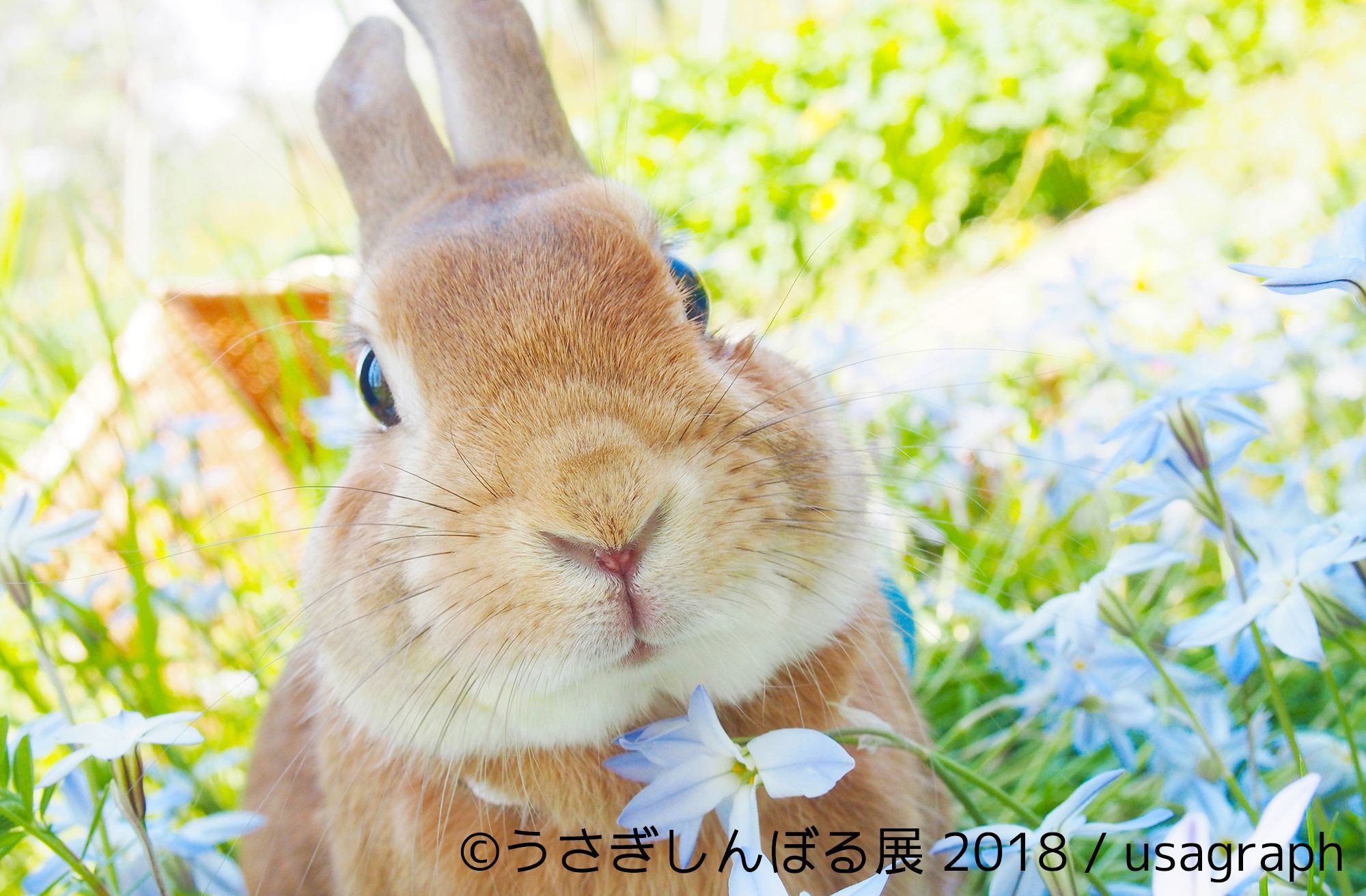 うさぎの合同写真展＆物販展『うさぎしんぼる展 2018』が開催 トータル 