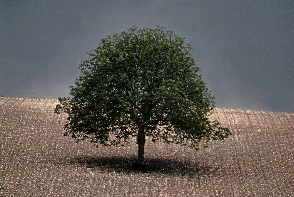 Walnut tree, 1976, Dordogne, France © Frank Horvat