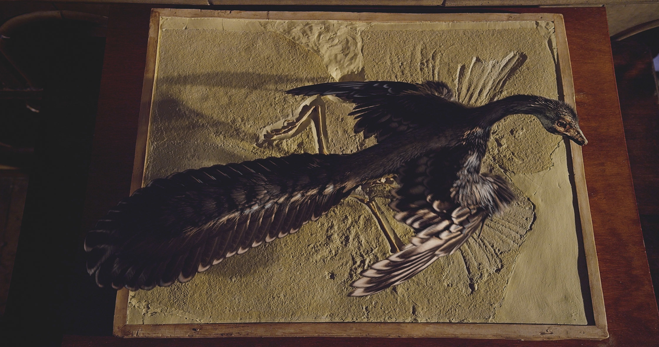 画像】『大英自然史博物館展』が3月18日より開幕 始祖鳥の化石