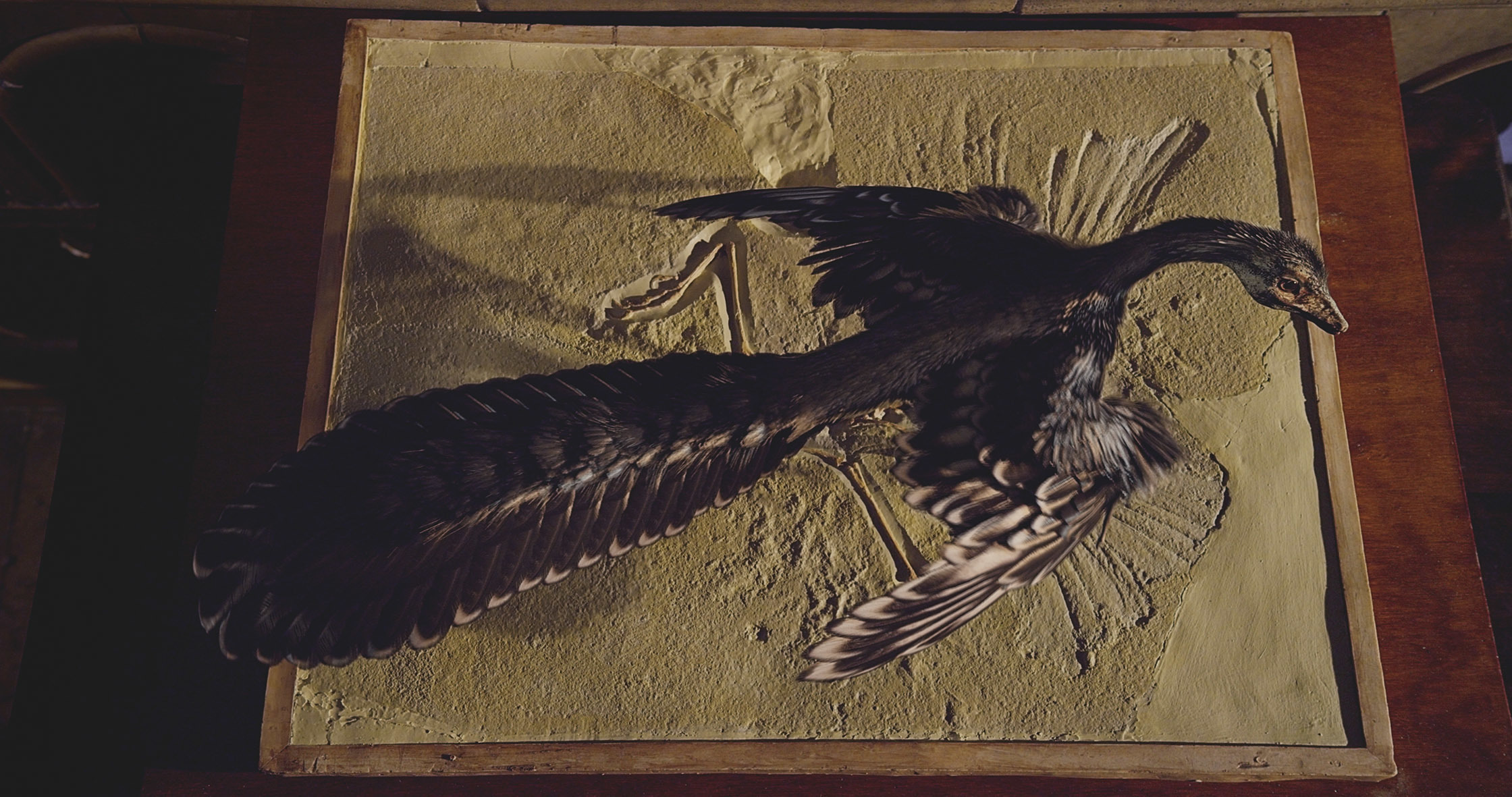 「始祖鳥 CG画像」 Museum Alive 3D, Produced by Atlantic Productions for Sky ©The Trustees of the Natural History Museum, London