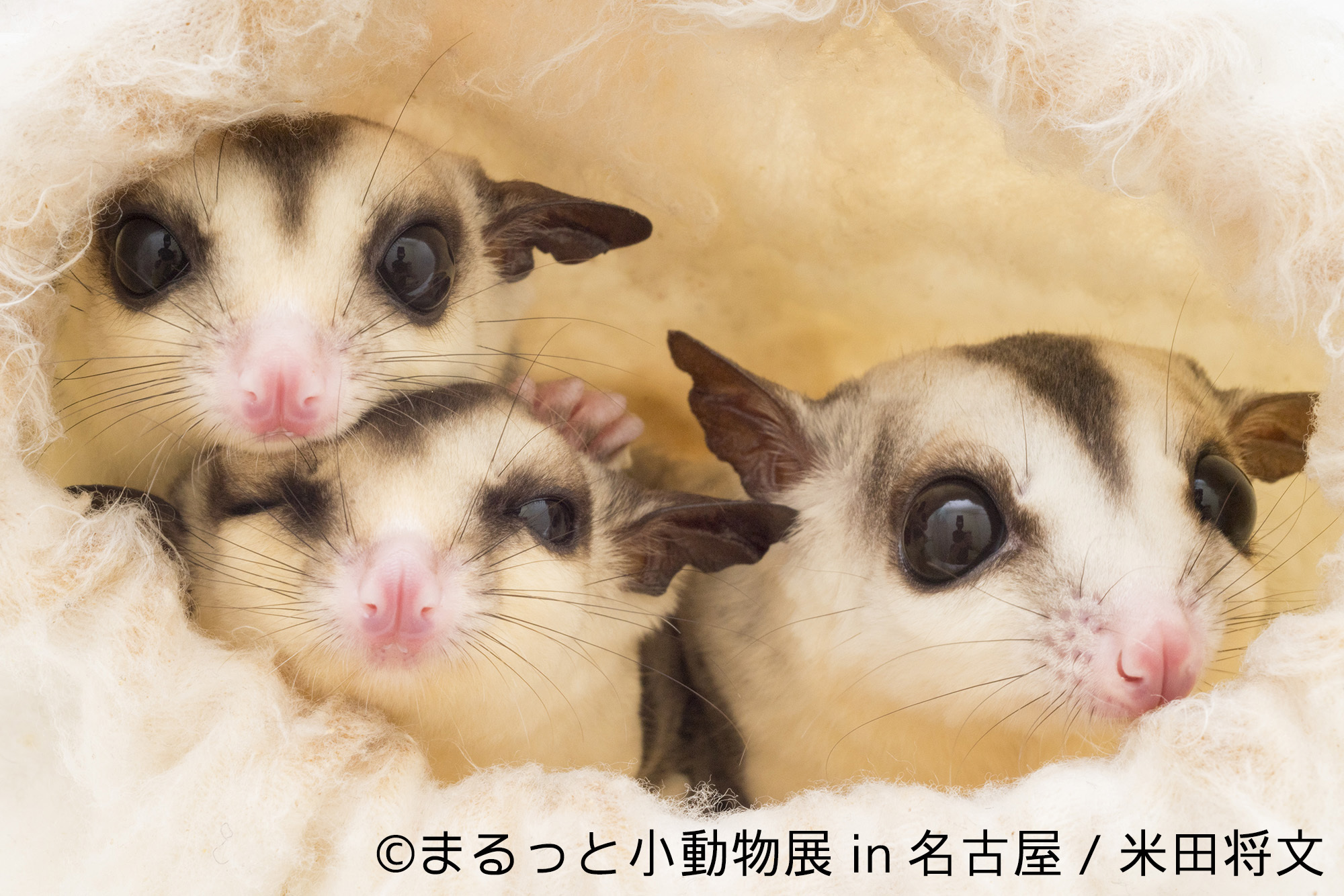 画像 ハリネズミ ハムスター リス キュートな小動物で新年初癒し まるっと小動物展 名古屋で1月に開催 の画像12 13 Spice エンタメ特化型情報メディア スパイス