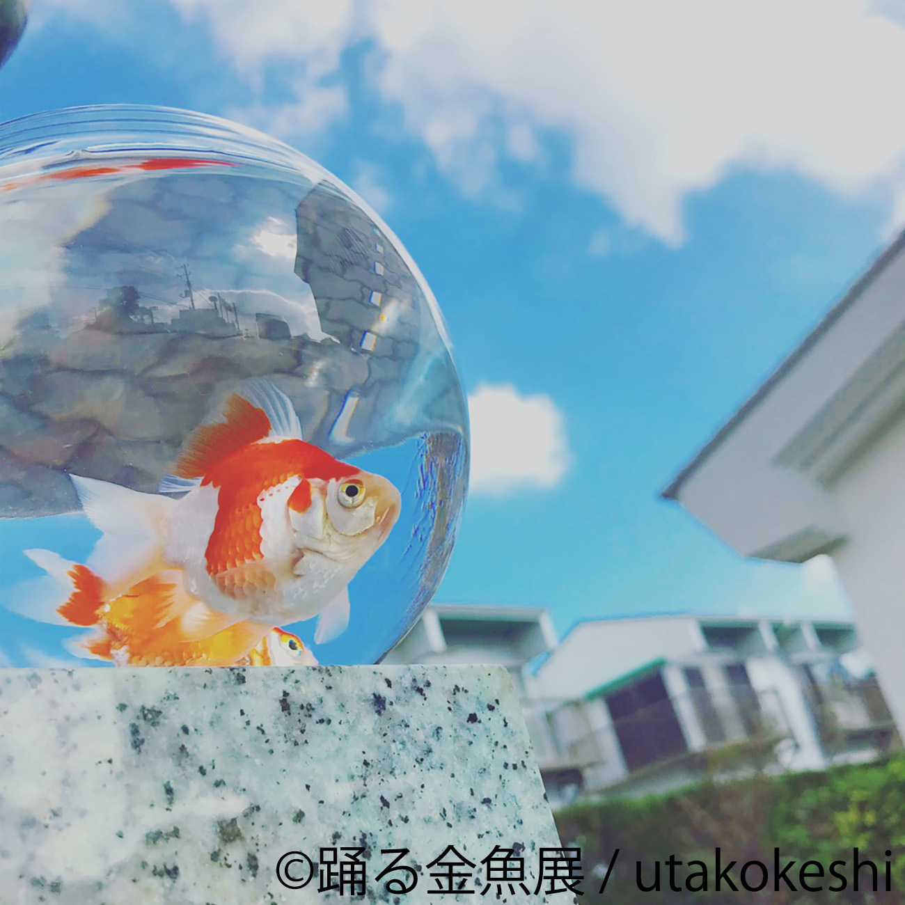 画像 金魚の写真 イラスト グッズを集めた 踊る金魚展 東京と名古屋で開催 の画像3 6 Spice エンタメ特化型情報メディア スパイス