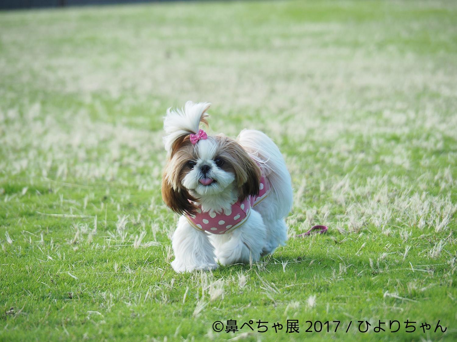 画像 ブサカワな 鼻ぺちゃ犬 の写真展が浅草橋にて開催 フレンチブルにパグにチワワまで インスタ有名犬が大集合 の画像13 Spice エンタメ特化型情報メディア スパイス