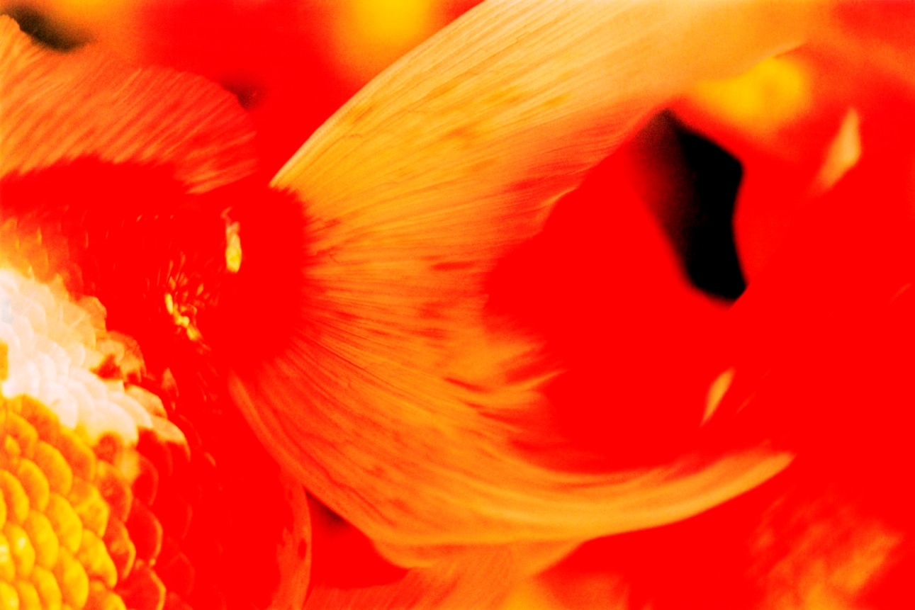 蜷川実花 「Liquid Dreams」2003 (C)mika ninagawa, Courtesy of Tomio Koyama Gallery