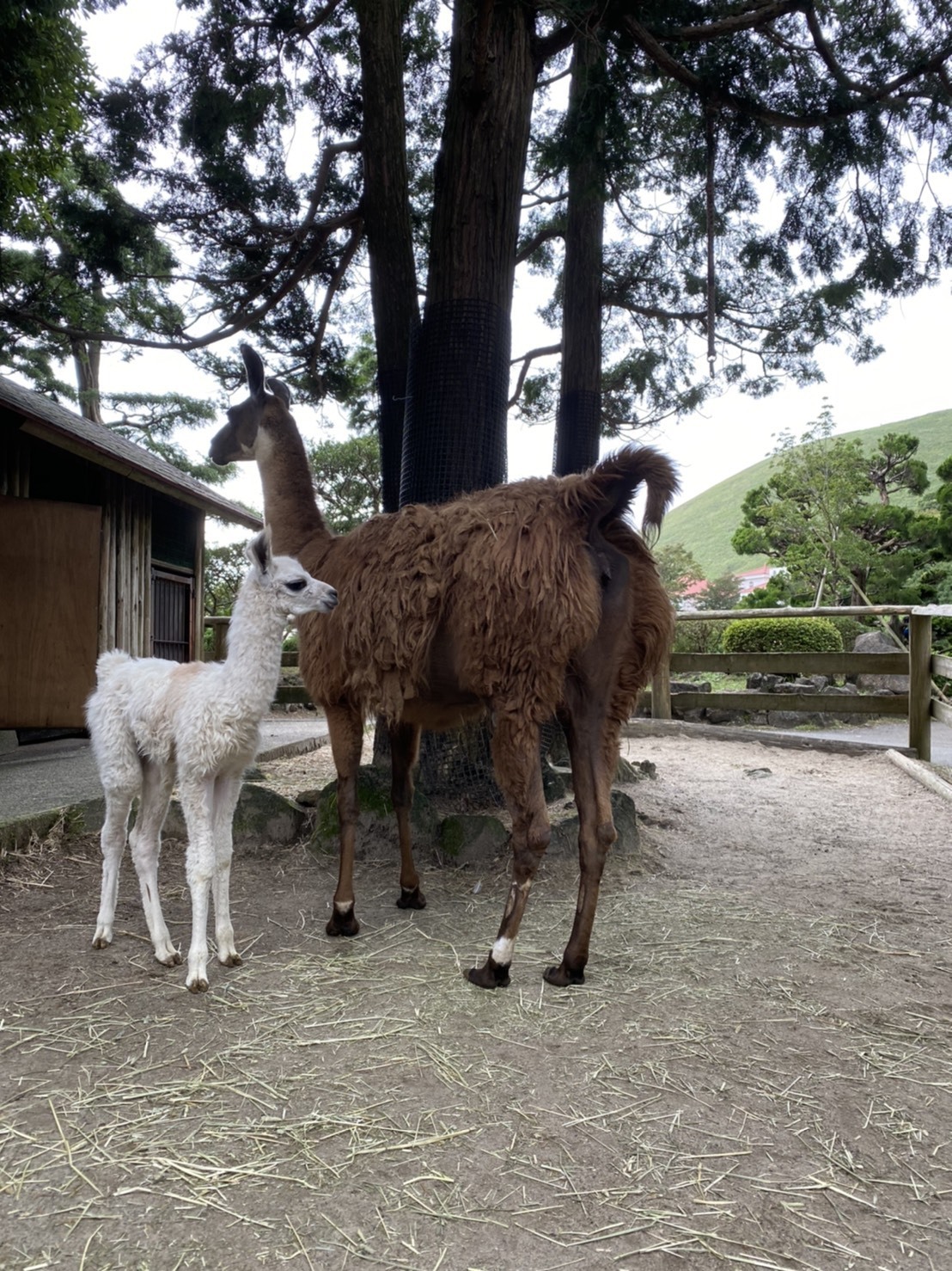 ラマの赤ちゃん2020.10.3生　右側：母親「すだち」