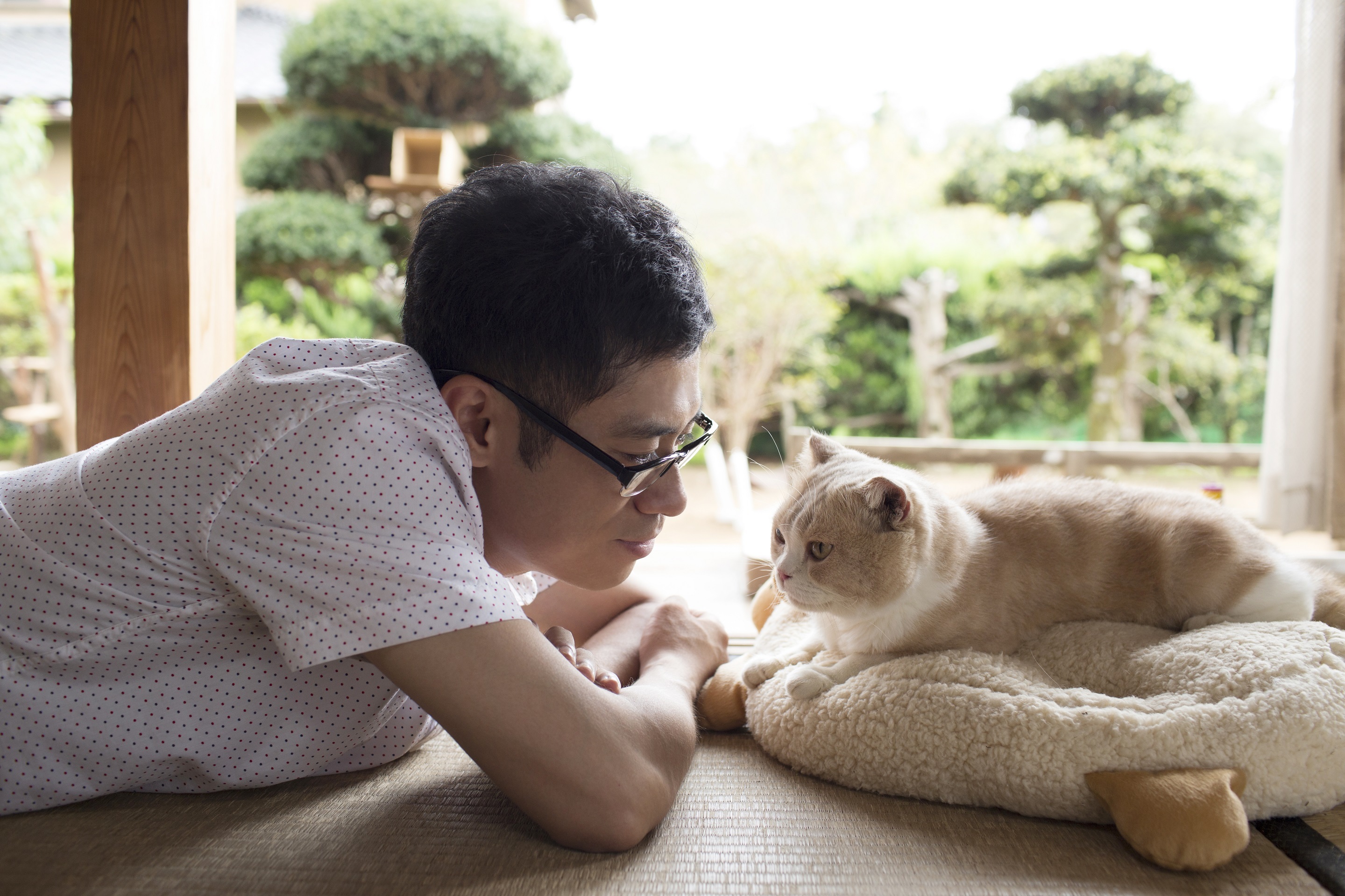 Кажется что дома кот. Японские домашние животные. Японская кошка. Домашние животные в Японии. Кошки в Японии.