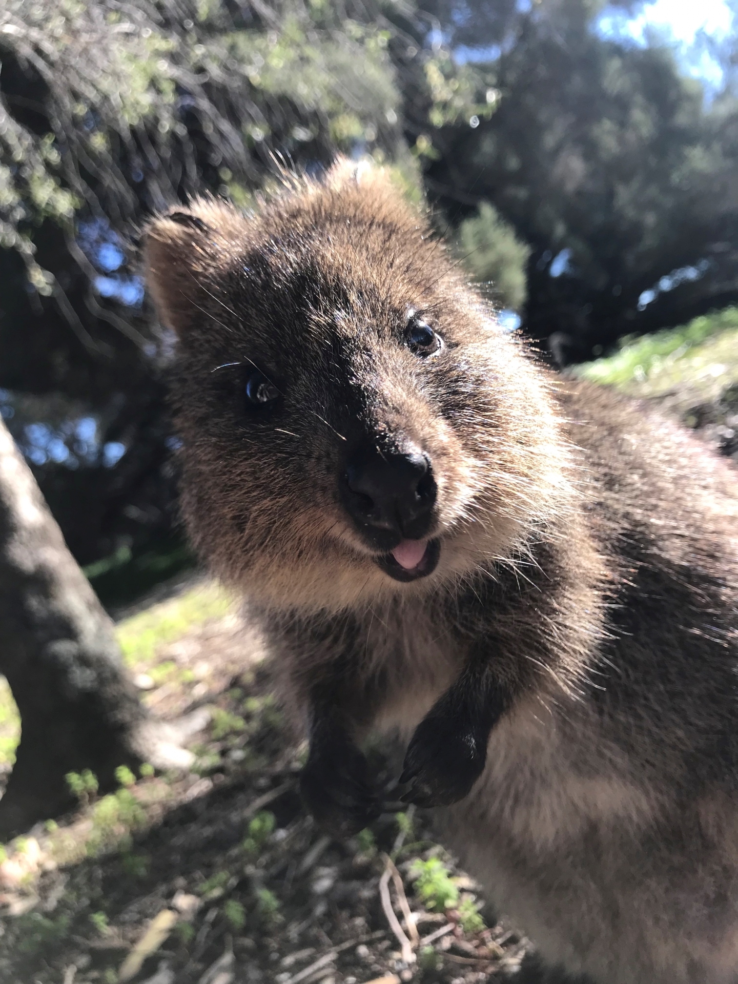 「世界一幸せな動物」として知られるオーストラリアの固有種。かわいい