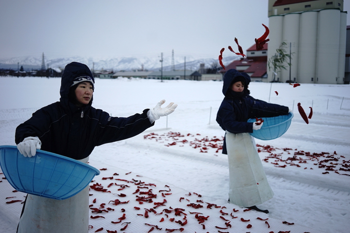 「かんずり」大寒の日の特別な雪晒しの様子（新潟・妙高）