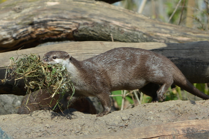 コツメカワウソ