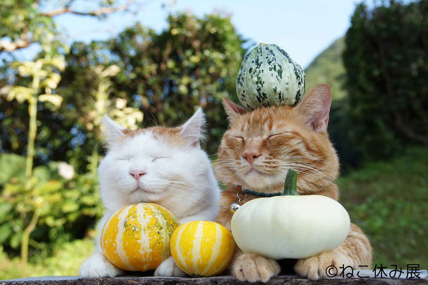 鼻提灯ねこ、かご猫…ネコ界きってのほっこり猫たちが夢の競演!合同写真