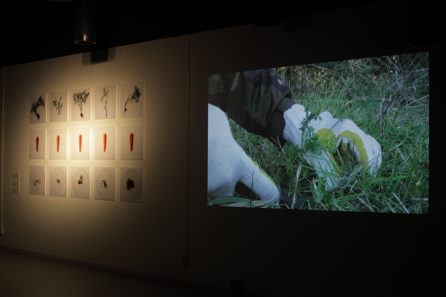 《Portrait of Daucus carota》 2015年 石塚千晃