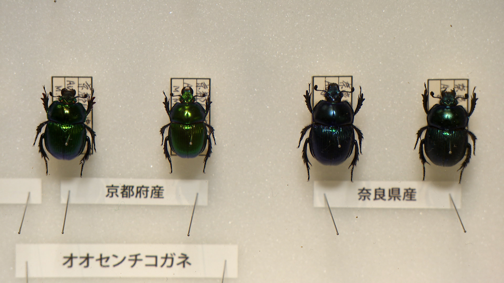 特別展「昆虫MANIAC」の展示