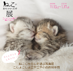 ねこじゃらしで写真を“こしょこしょ”すると……『ねこがかわいいだけ展』ナンジャタウンにて開催決定