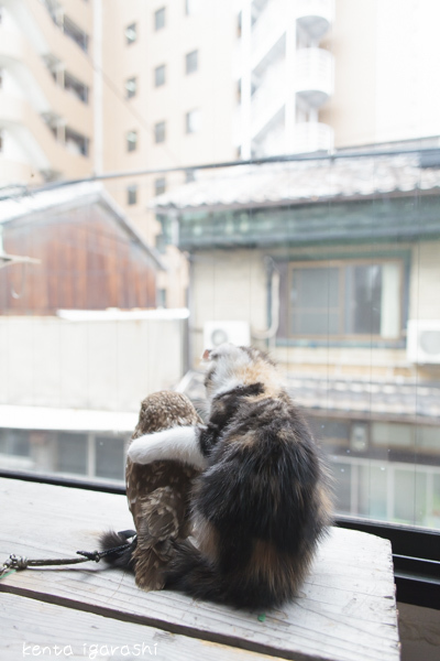 大阪中崎町フクロウコーヒーのフクとマリモ