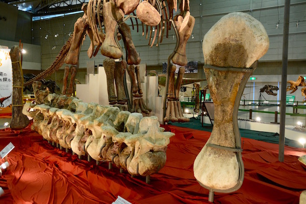 「ルヤンゴサウルス」の大腿骨と胴椎の実物展示