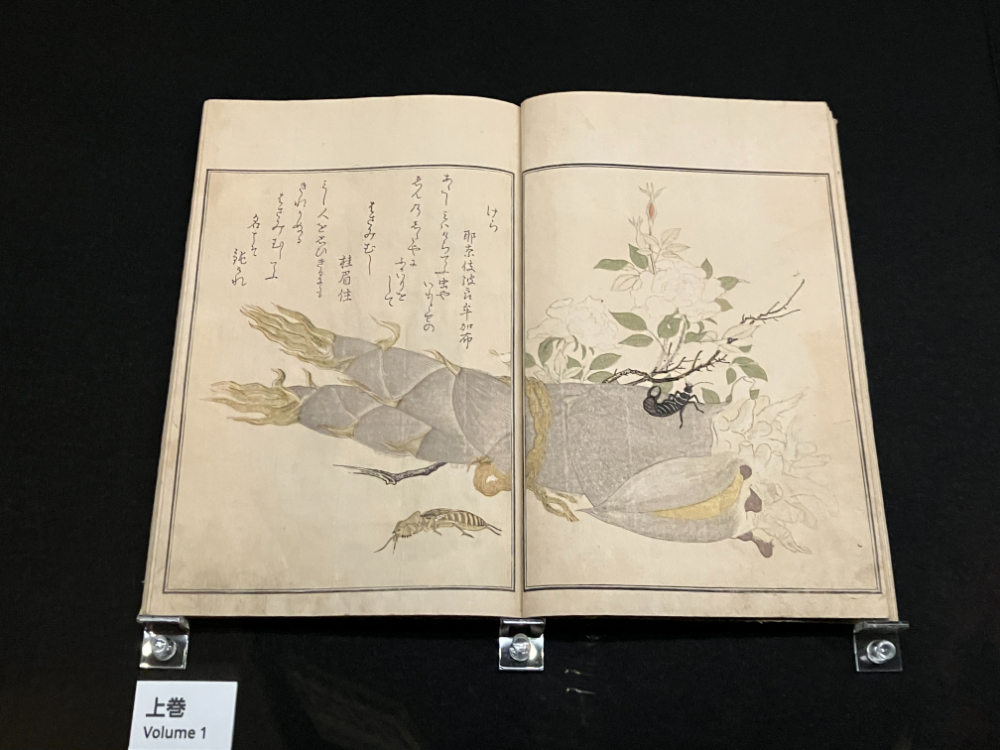 宿屋飯盛撰／喜多川歌麿画『画本虫撰』2冊のうち1冊　天明8年（1788）正月　※前期（4/22-5/18）：千葉市美術館、後期は別本を展示