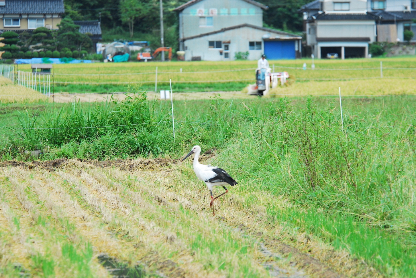 コウノトリのいる風景