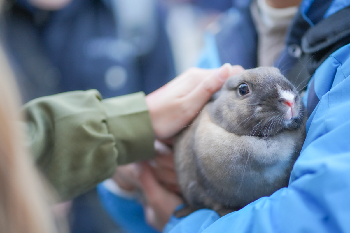 かわいいウサギがいた