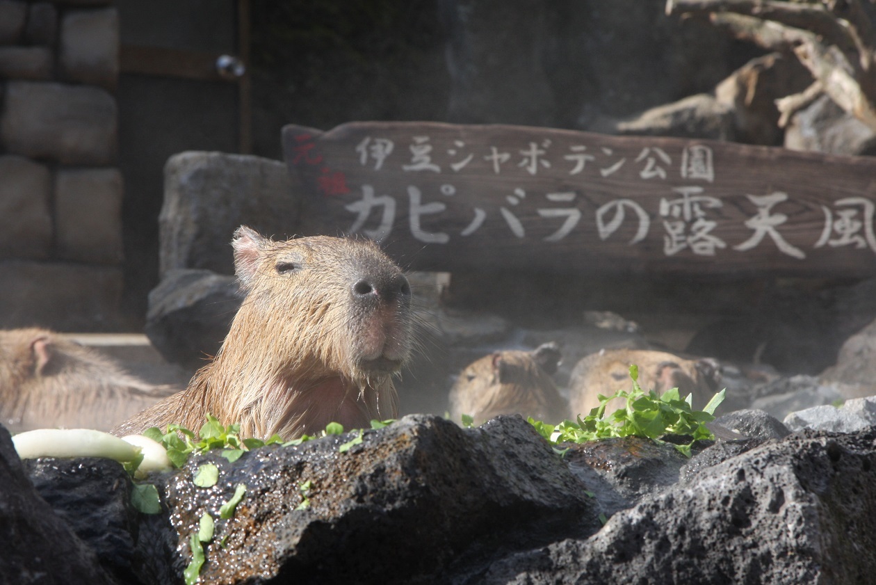 元祖カピバラの露天風呂