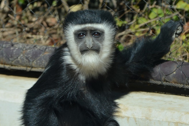 よこはま動物園ズーラシアにて撮影