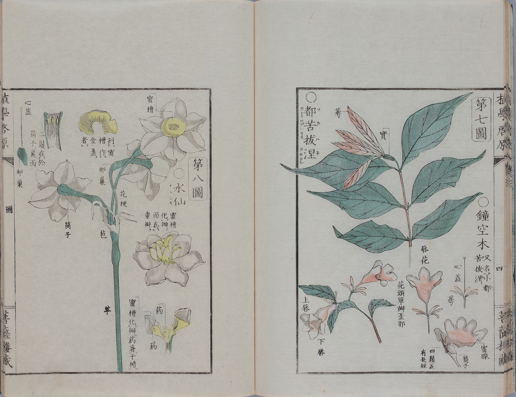 『植学啓原』 宇田川榕庵 江戸時代・天保8年(1837) 静嘉堂文庫蔵 【全期間展示】