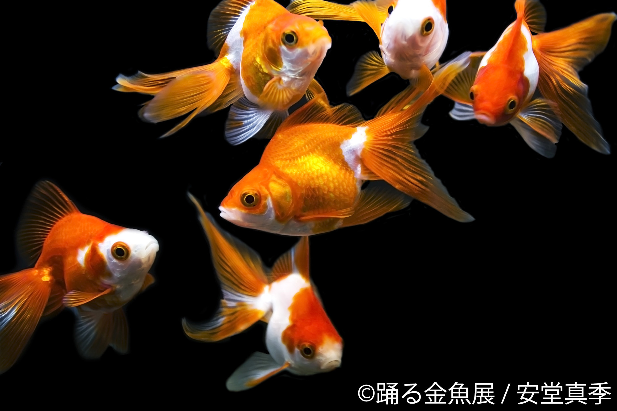 金魚の写真 イラスト グッズを集めた 踊る金魚展 東京と名古屋で開催 Spice エンタメ特化型情報メディア スパイス
