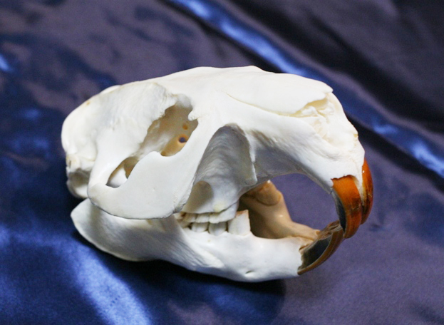 アメリカビーバー頭骨