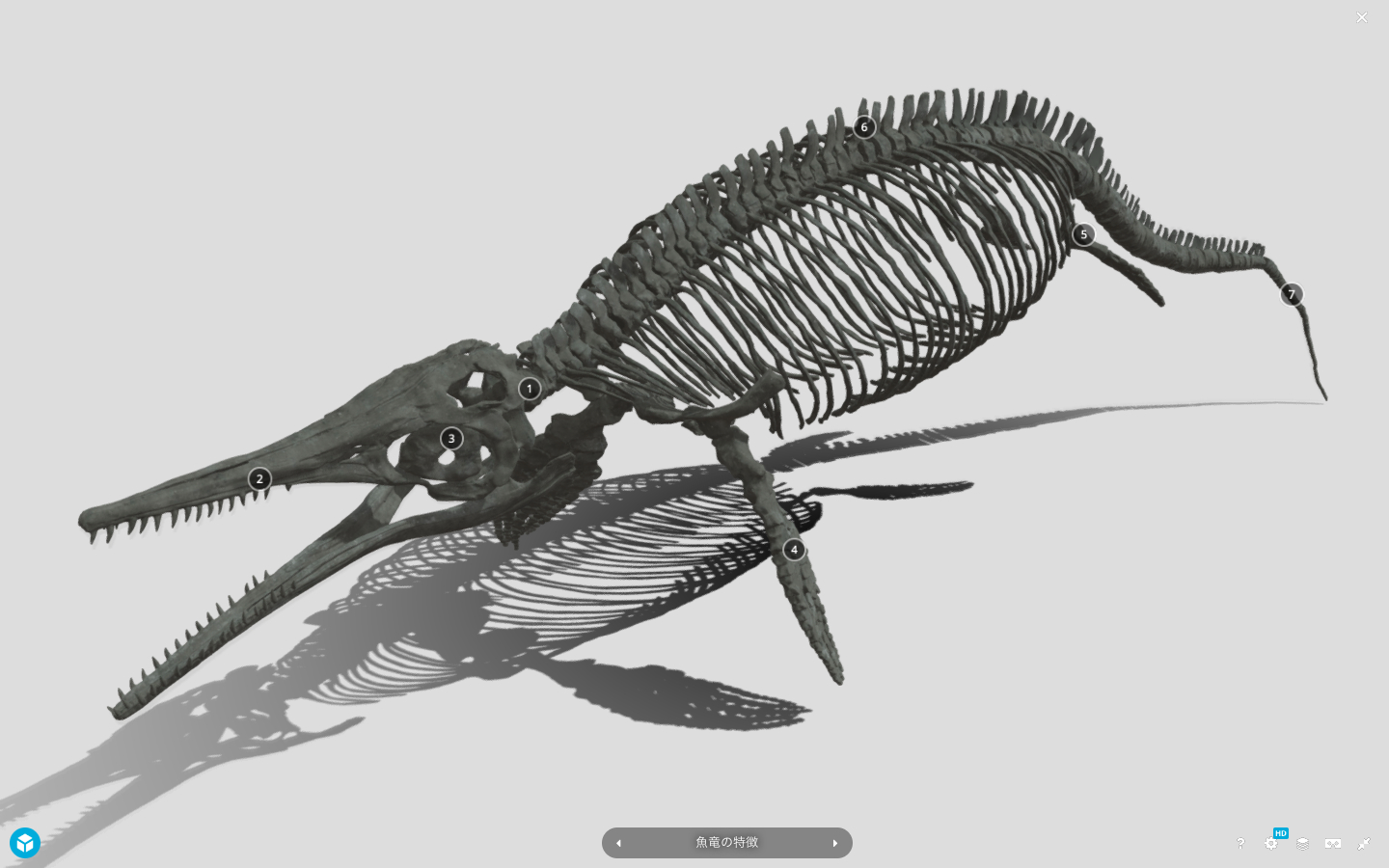 ステノプテリギウスのデジタルモデル（注釈つき）