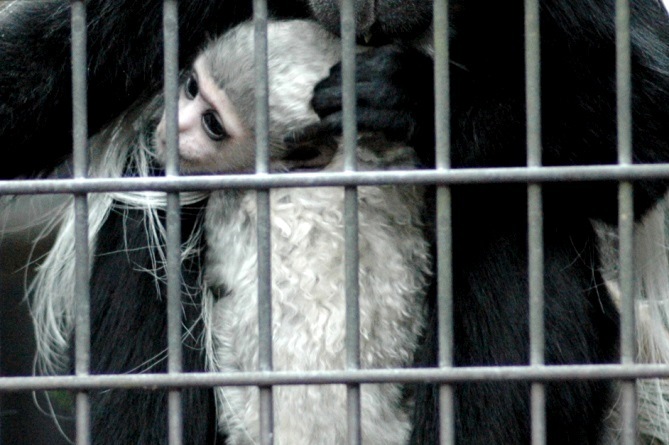 赤ちゃんはクセ毛（よこはま動物園ズーラシアにて2013年3月に撮影）