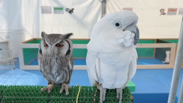 ふれあい動物園